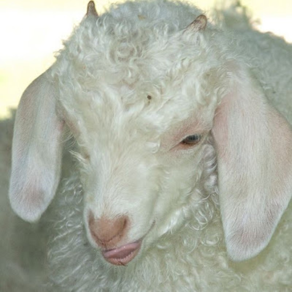Meet your Posher, Silent